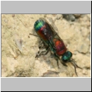 Chrysis viridula - Goldwespe 06b 8-9mm Tongrube-OS-Wallenhorst.jpg